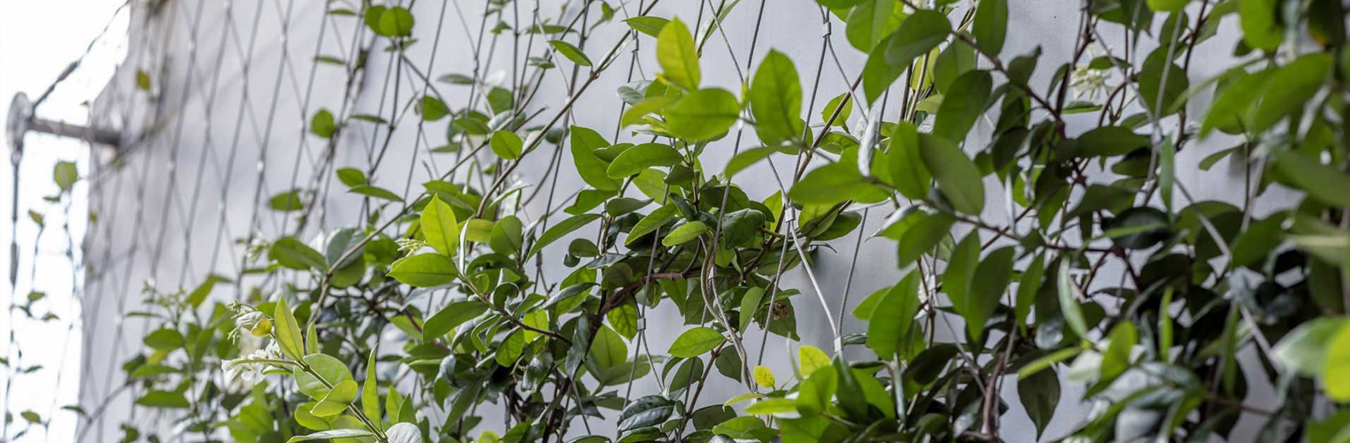 Lankové siete pre zelené fasády