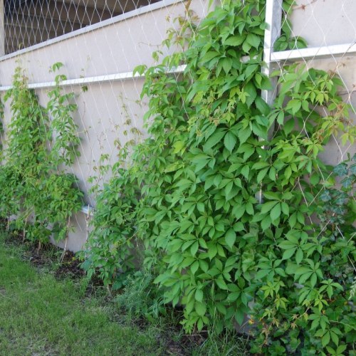 Sodronyhuzalok zöldhomlokzatokhoz - Parkolóház Eger