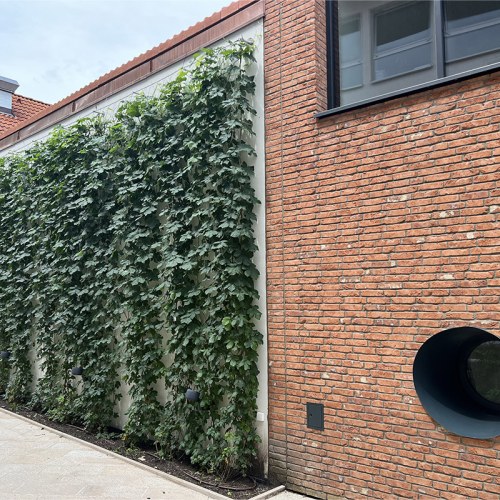 Sodronyhuzalok zöldhomlokzatokhoz - Tér Trnava