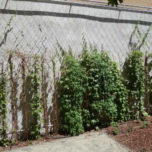 Sodronyhuzalok zöldhomlokzatokhoz - Park Vác