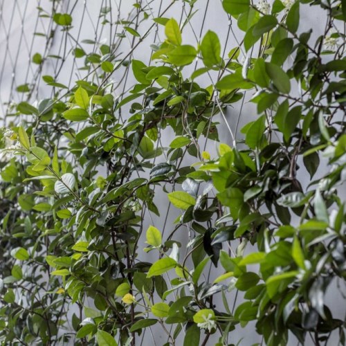 Sodronyhuzalok zöldhomlokzatokhoz