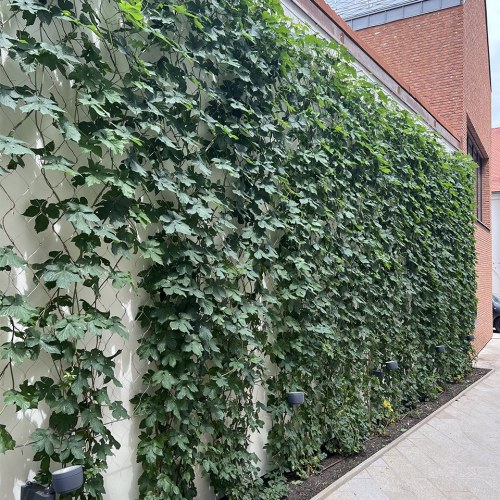 Sodronyhuzalok zöldhomlokzatokhoz - Tér Trnava