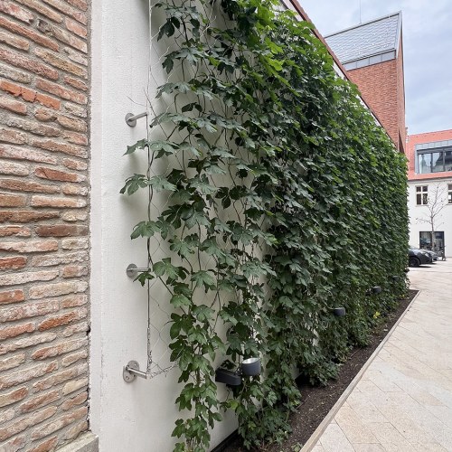 Sodronyhuzalok zöldhomlokzatokhoz - Tér Trnava